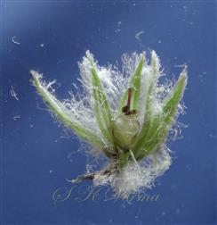   Flower with developing fruit
